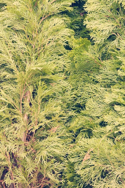 Thuja Tree Thick Branches Note Shallow Depth Field — Stock Photo, Image