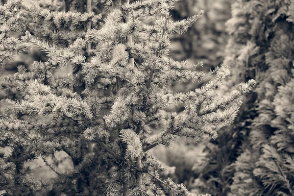 Срібна Ялиця Ботанічному Саду Зверніть Увагу Неглибоку Глибину Різкості — стокове фото