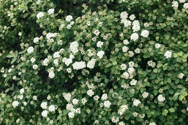 Arbusto Com Pequenas Flores Brancas Uns Ramos Observe Profundidade Rasa — Fotografia de Stock