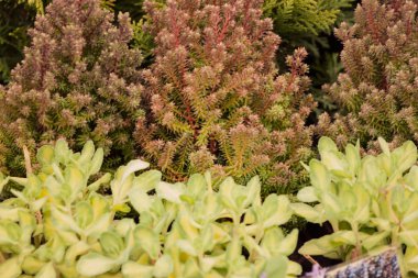 Çocuk odası, genç bitkiler için Not alan sığ derinliği