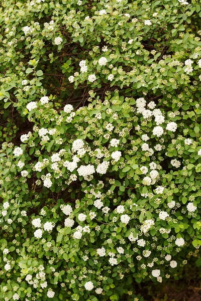 Bush Small White Flowers Branches Note Shallow Depth Field — Stock Photo, Image