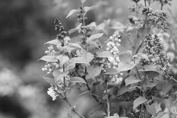 Branches of lilac — Stock Photo, Image