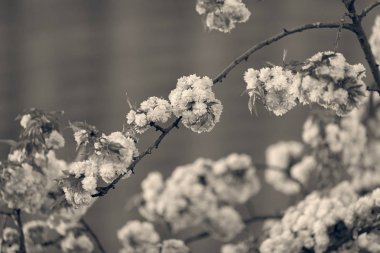 ağaç pembe çiçekleri ile