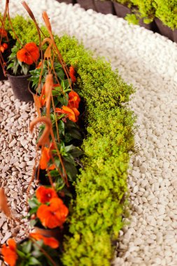 küçük çiçeklerile houseplants