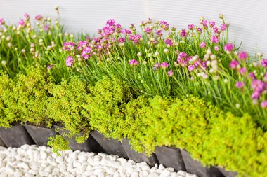 küçük çiçeklerile houseplants
