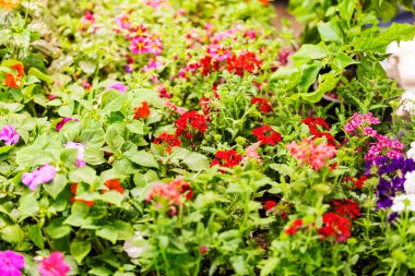 süs çiçekleri çeşitli