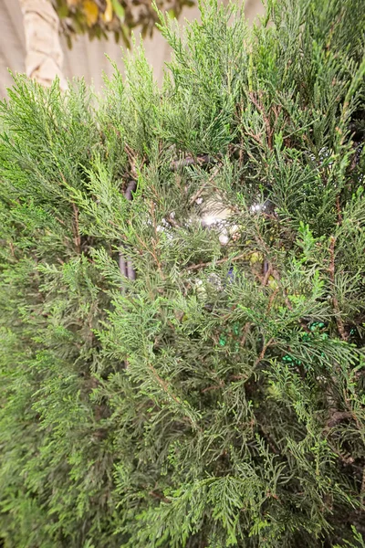 Árbol Joven Thuja Con Ramas Gruesas Nota Poca Profundidad Campo —  Fotos de Stock