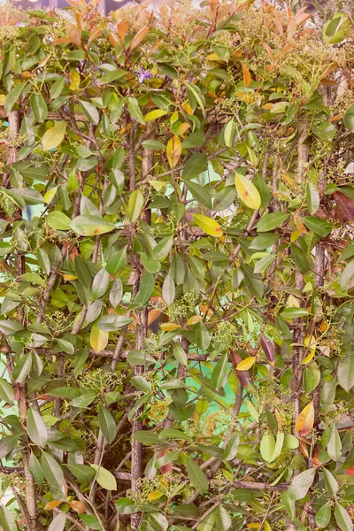 Art Der Hecke Blüte Beachten Sie Geringe Schärfentiefe — Stockfoto