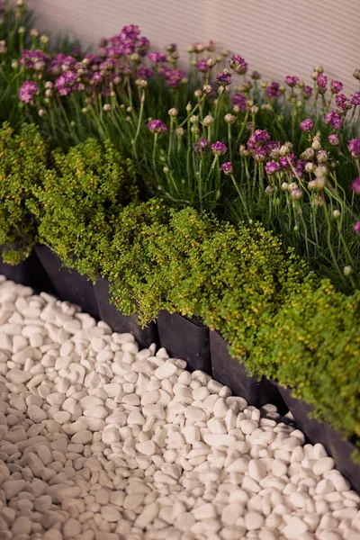 küçük çiçeklerile houseplants
