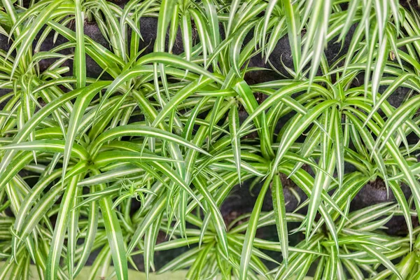 Type Room Plants Specific Leaf Note Shallow Depth Field — Stock Photo, Image