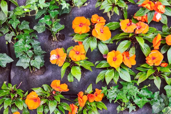 Małe Pomarańczowe Kwiaty Zielonymi Liśćmi Kamieniach — Zdjęcie stockowe