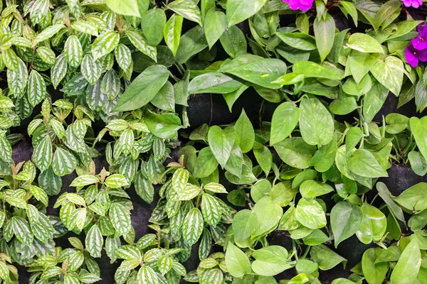 Özel Yapraklı Oda Bitkileri Yüzeysel Alan Derinliğine Dikkat Edin — Stok fotoğraf