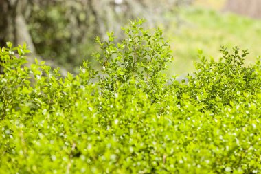 Doğada kozalaklı şube