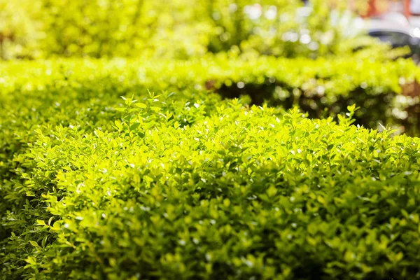 Evergreen Hedges Parks Note Shallow Depth Field — Stock Photo, Image