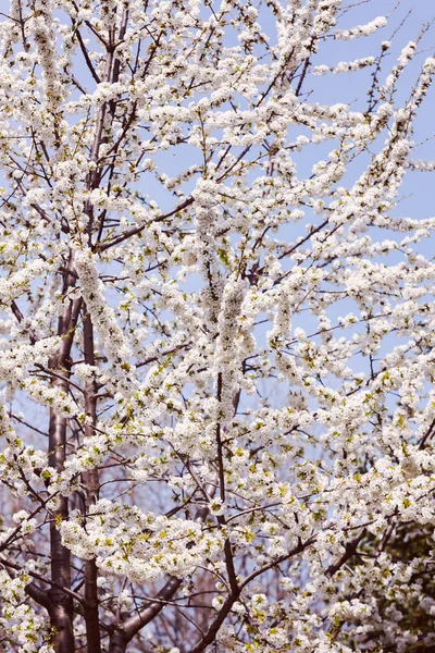 树枝在弹簧上的蓝色背景 白色的小花注意浅部的字段 — 图库照片
