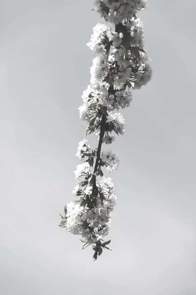 흰색 꽃 가지 — 스톡 사진