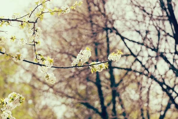 白い背景に白い花を持つ美しい分岐メモ フィールドの浅い部 — ストック写真