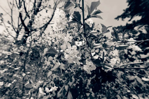 Zweige mit Birnenblüten — Stockfoto