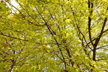 Ihlamur ağacı çiçek, Not alan sığ derinliği