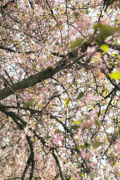 花の木 — ストック写真