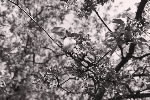 Árbol en flor —  Fotos de Stock