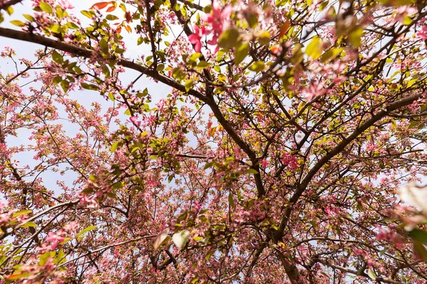꽃 나무 — 스톡 사진