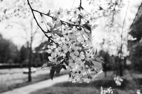 Дерево з білими квітами — стокове фото