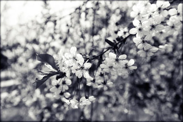 Árvore com flores brancas — Fotografia de Stock