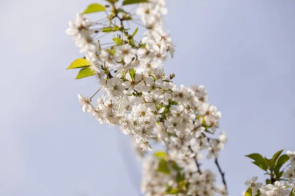 Baum mit weißen Blüten — Stockfoto