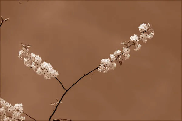 Zweige mit Birnenblüten — Stockfoto
