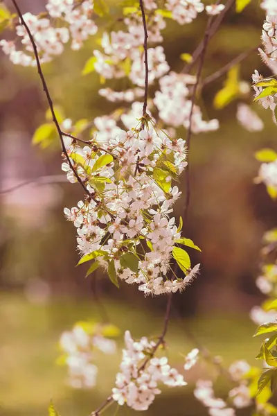 Rama con flores blancas — Foto de Stock