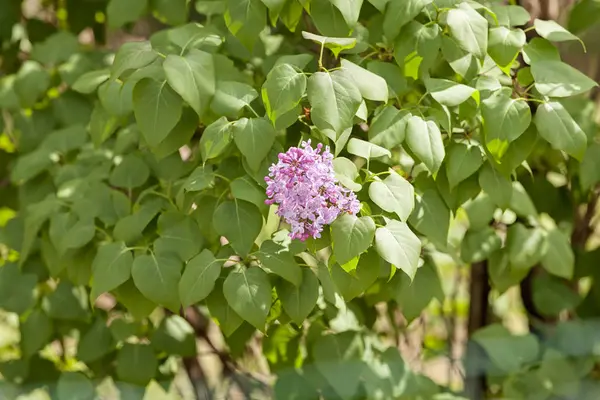 Branchs Lilac Bloom Note Shallow Depth Field — Stock Photo, Image