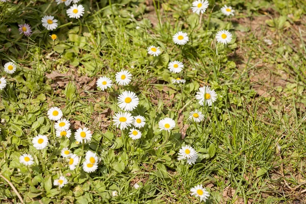 Flowers Daisies Grass Note Shallow Depth Field — Stock Photo, Image