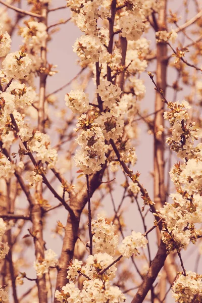 青い背景に白い花の木 — ストック写真