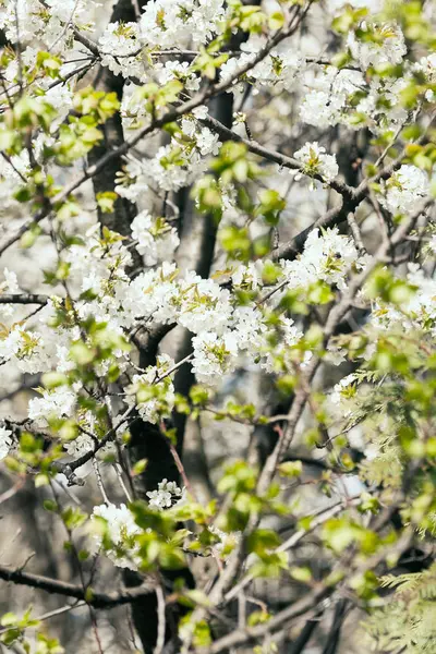 春に白い花を持つツリー — ストック写真