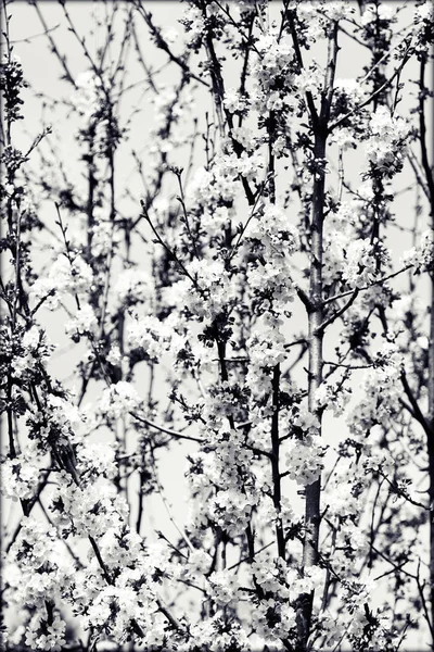 Boom Met Witte Bloemen Het Voorjaar — Stockfoto