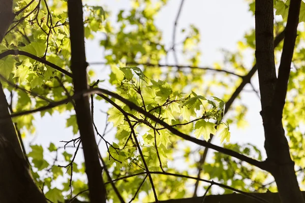 Jeunes Feuilles Vertes Dans Nature Par Une Journée Ensoleillée — Photo