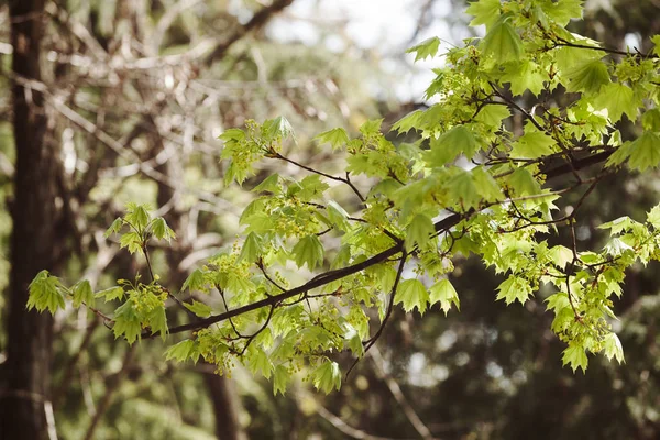 Jeunes Feuilles Vertes Dans Nature Par Une Journée Ensoleillée Notez — Photo