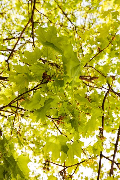 关注自然中的绿叶与阳光 注意浅层景深 — 图库照片