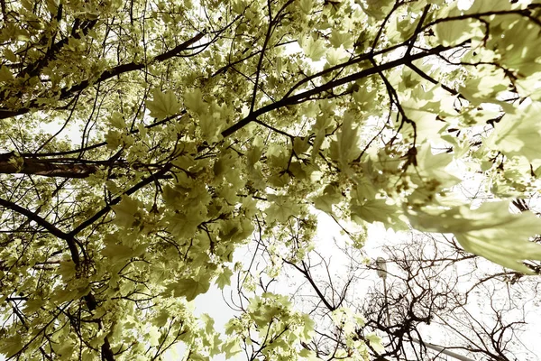 Foco Folhas Verdes Com Luz Solar Natureza Observe Profundidade Rasa — Fotografia de Stock