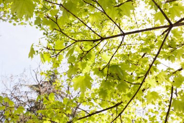 yeşil yaprakları ile güneş ışığı altında nature, Not alan sığ derinliği odaklanmak