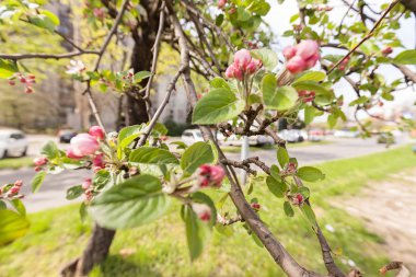elma çiçek dalları üzerinde