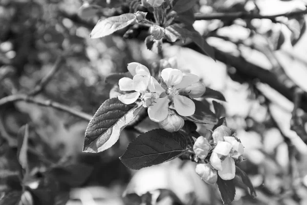 Kwiat jabłoni na gałęziach — Zdjęcie stockowe