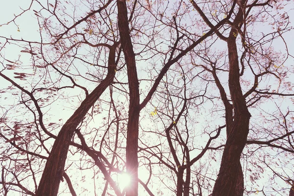 Κορώνα δέντρο στην άνθιση — Φωτογραφία Αρχείου