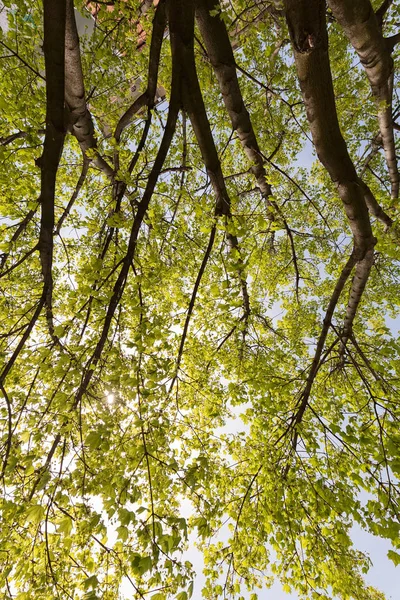 Árvore da coroa em flor — Fotografia de Stock