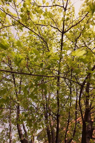 Kronenbaum Mit Sonnenschein Frühling Geringe Schärfentiefe Beachten — Stockfoto