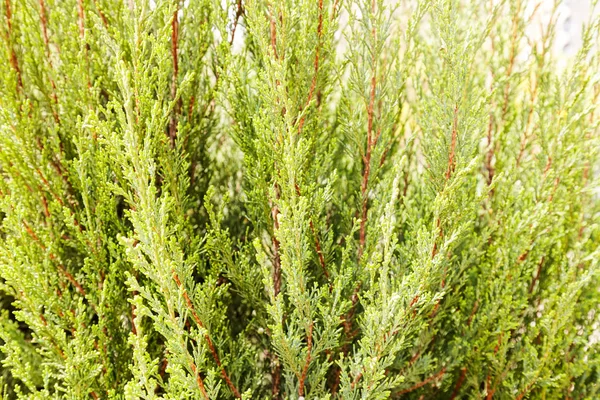 Thuja Árbol Con Ramas Gruesas Nota Poca Profundidad Campo —  Fotos de Stock