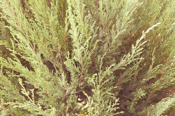 Thuja Árbol Con Ramas Gruesas Nota Poca Profundidad Campo — Foto de Stock