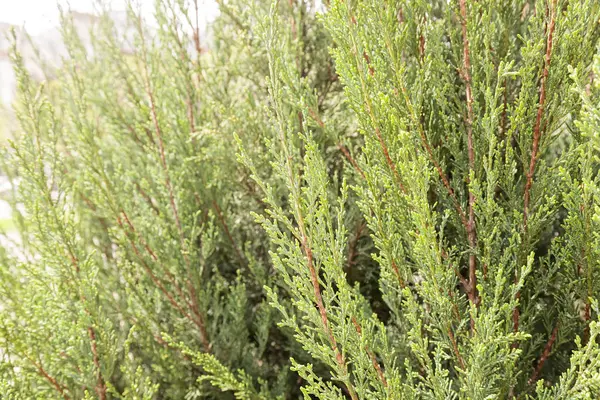 Thuja Árbol Con Ramas Gruesas Nota Poca Profundidad Campo —  Fotos de Stock