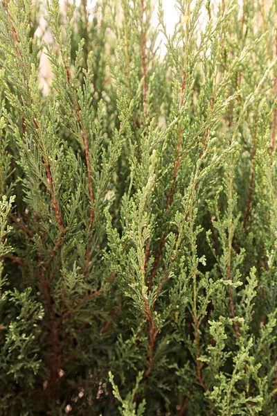 Thuja Árbol Con Ramas Gruesas Nota Poca Profundidad Campo —  Fotos de Stock